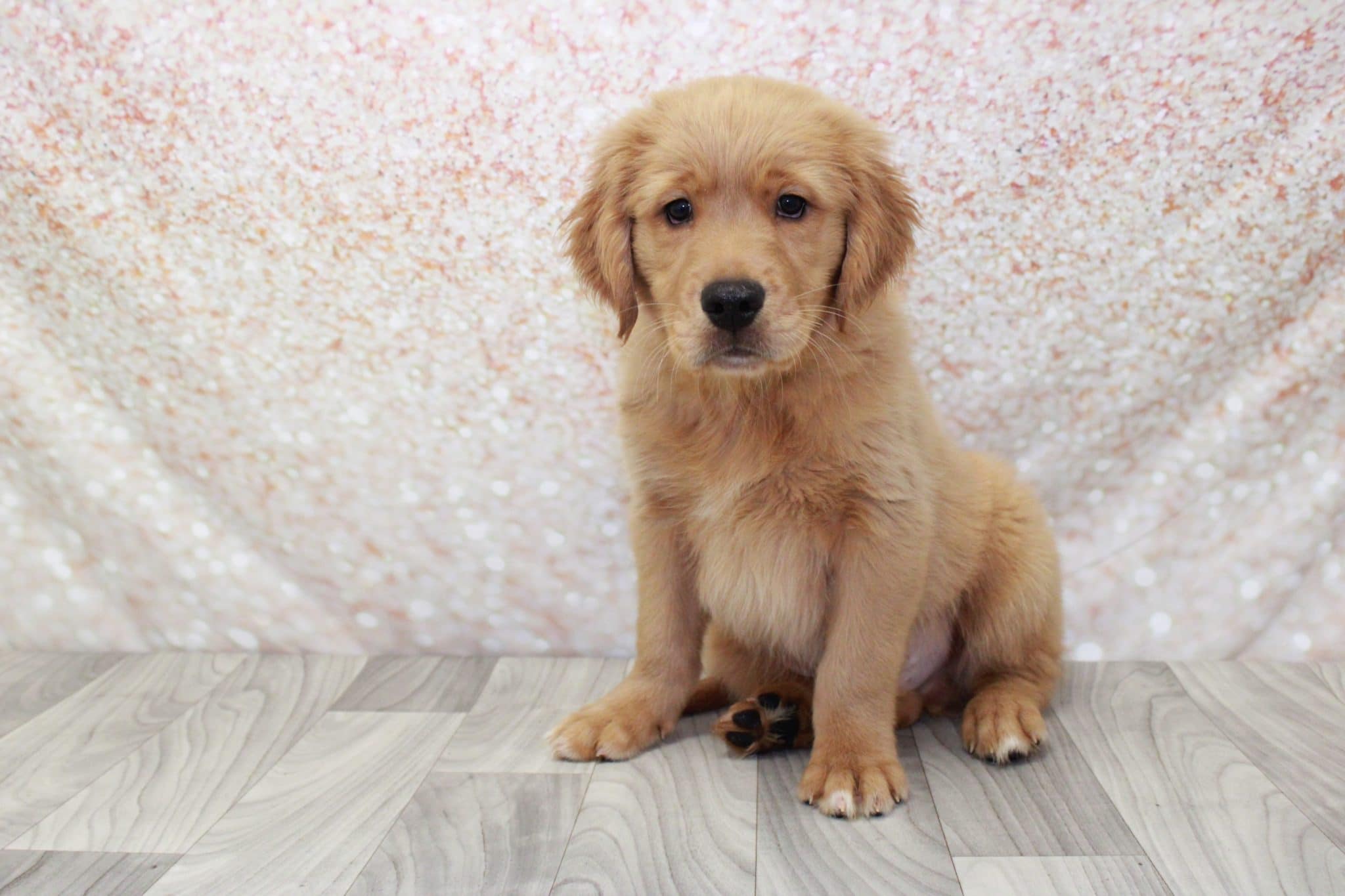 Sweeny - Frisky Male Golden Retreiver Puppy