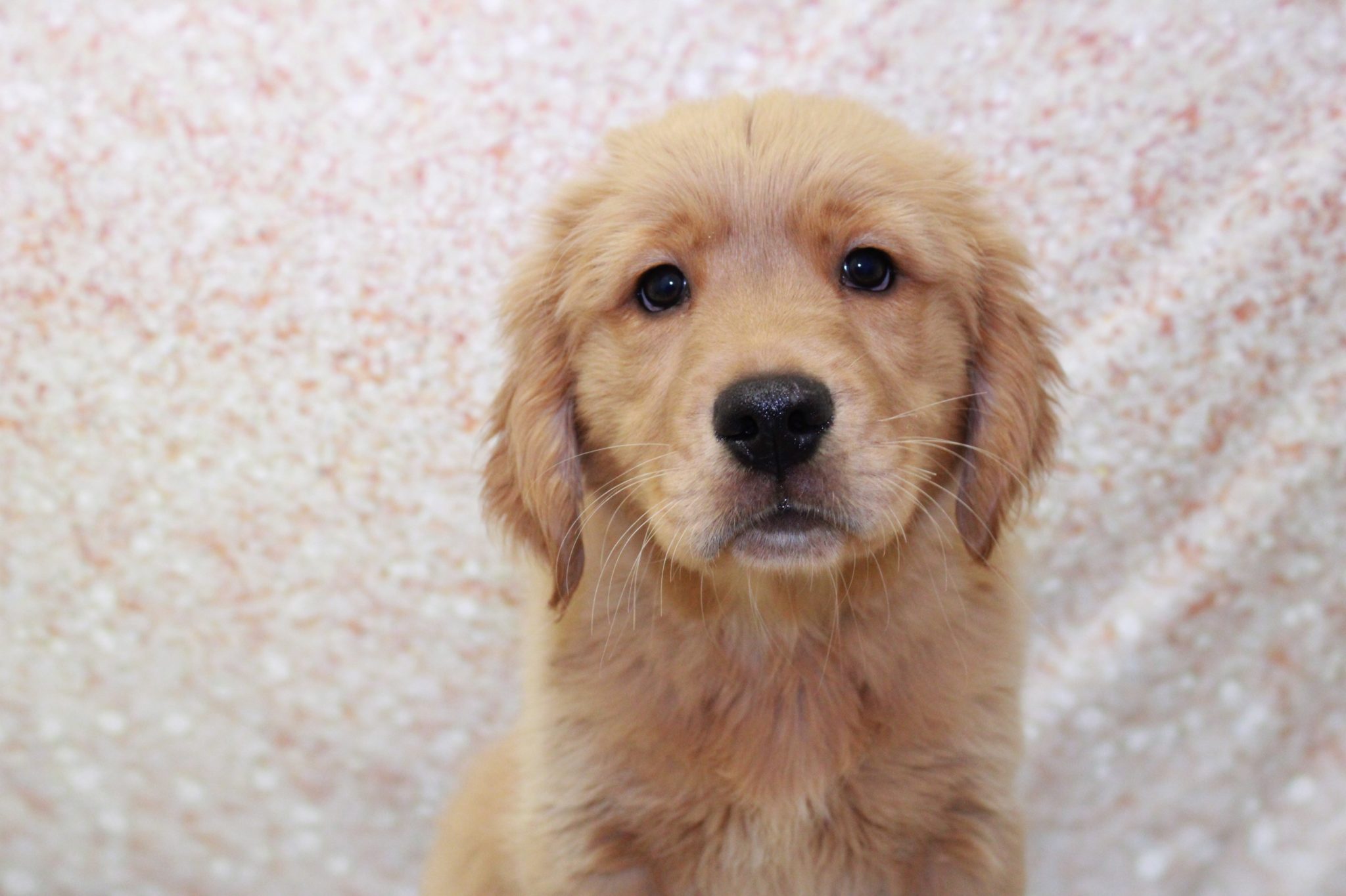 Sweeny - Frisky Male Golden Retreiver Puppy - Image 2