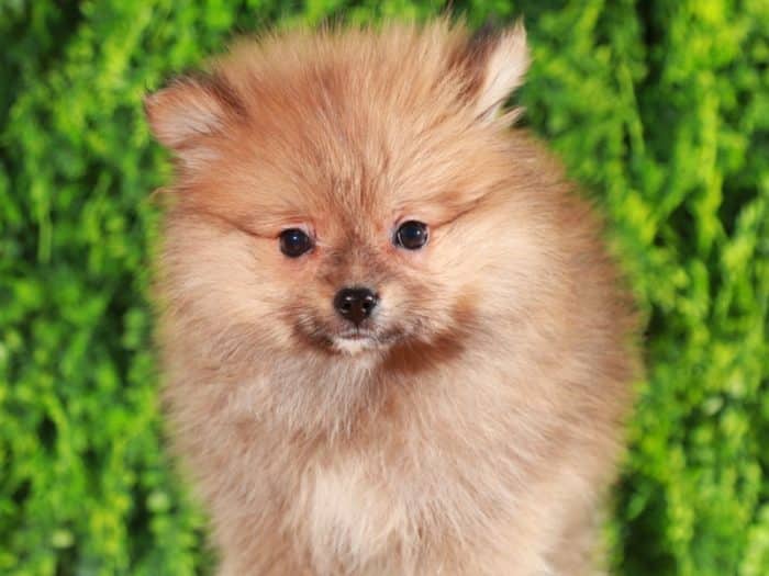 Sabal - Polite Pomeranian Puppy