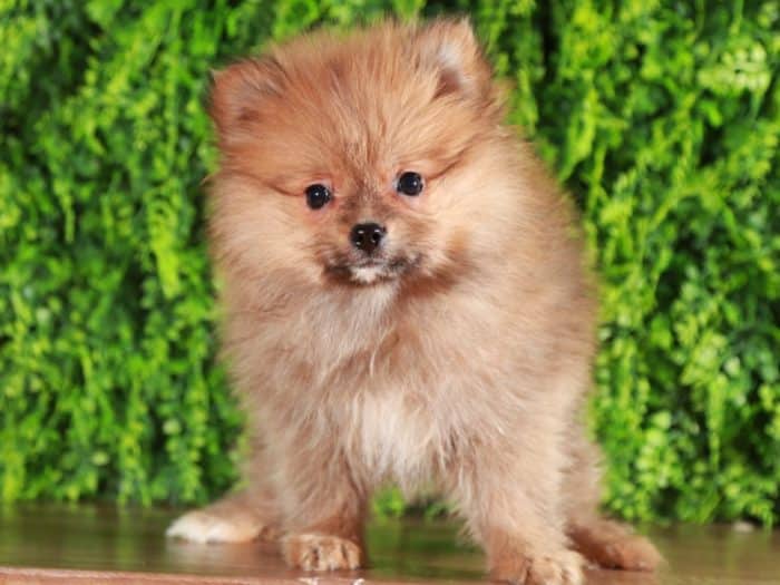 Sabal - Polite Pomeranian Puppy - Image 4