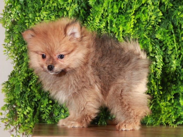 Sabal - Polite Pomeranian Puppy - Image 3
