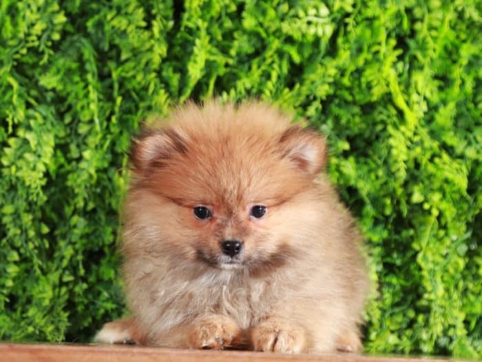 Sabal - Polite Pomeranian Puppy - Image 2