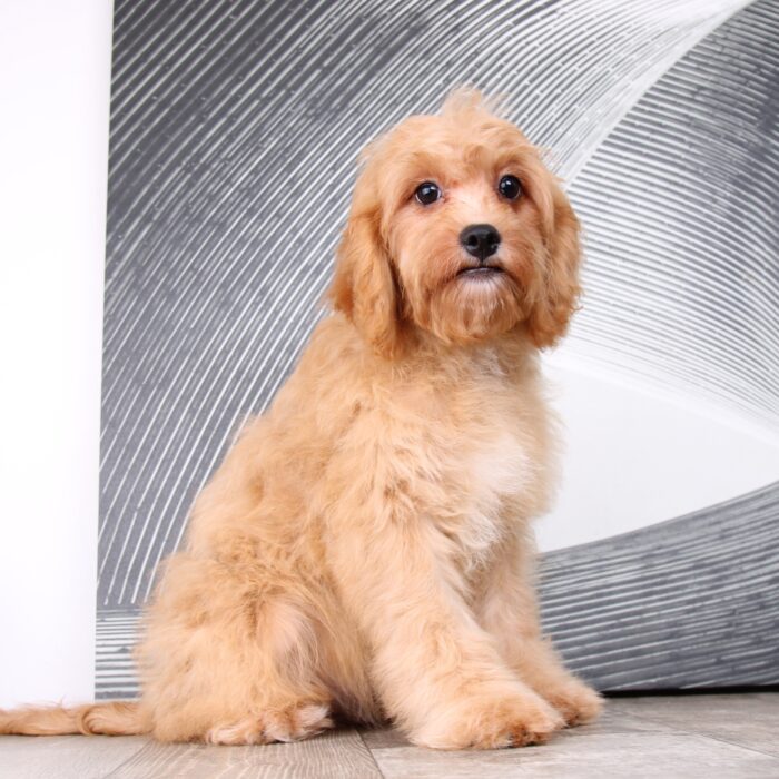 Sadie - Precious Female Cavapoo Puppy