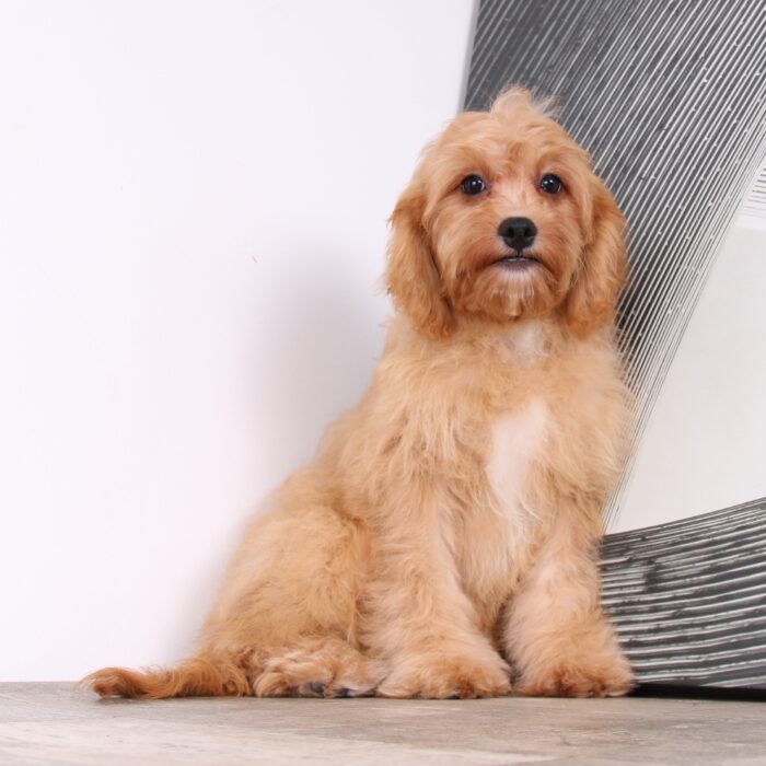 Sadie - Precious Female Cavapoo Puppy - Image 2