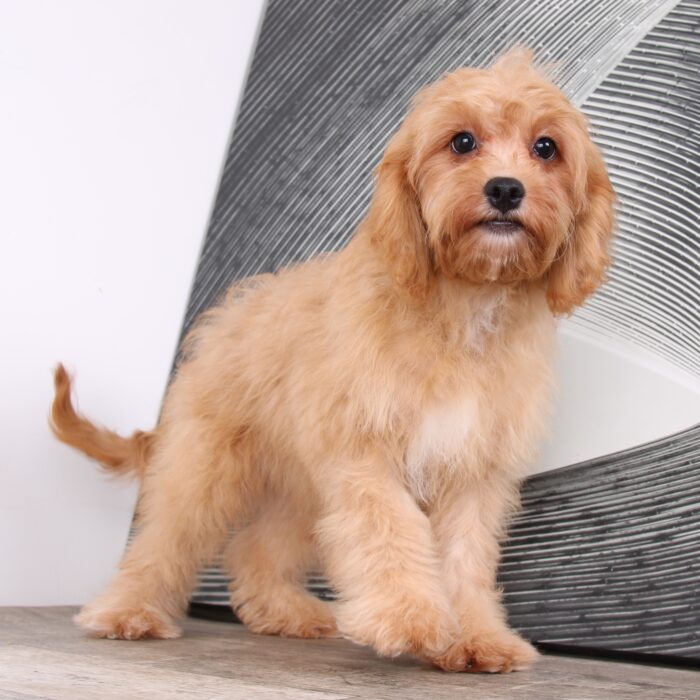 Sadie - Precious Female Cavapoo Puppy - Image 3