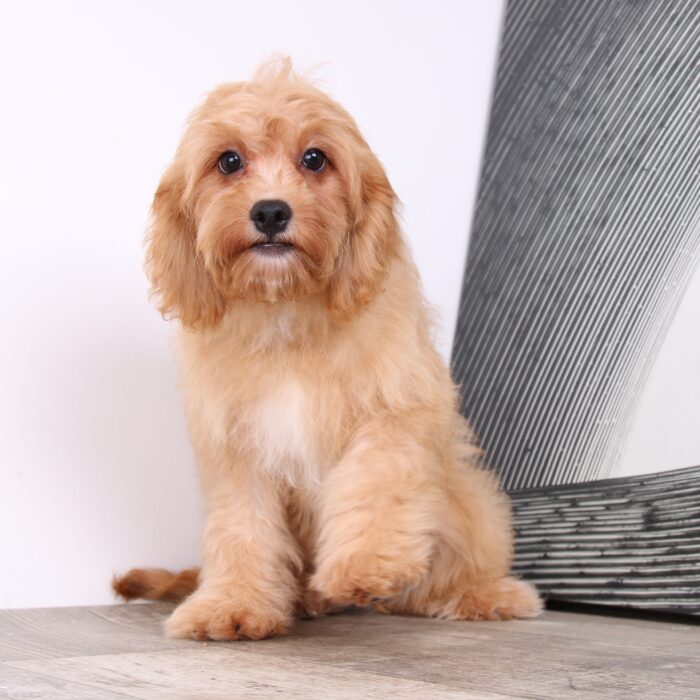 Sadie - Precious Female Cavapoo Puppy - Image 4