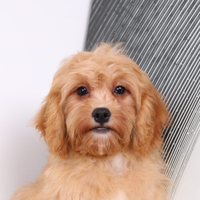 Sadie - Precious Female Cavapoo Puppy - Image 5