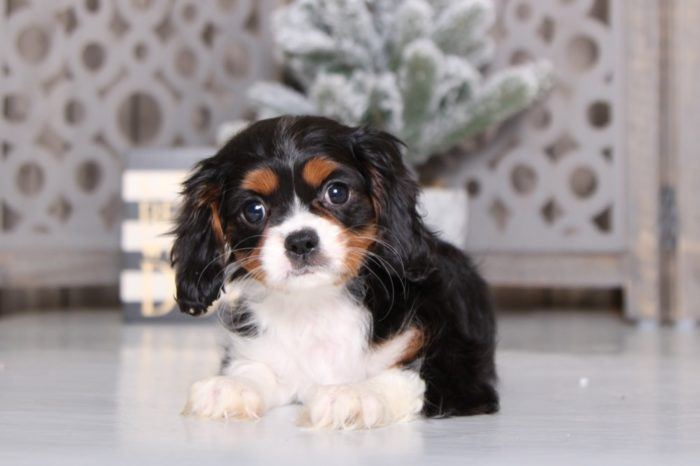 Sadie - Happy Cavapoo - Image 2