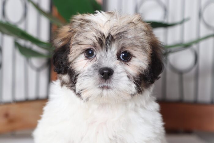 Sadie - Cuddly Female Teddy Bear Puppy - Image 2