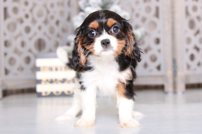 Sadie - Happy Cavapoo - Image 3