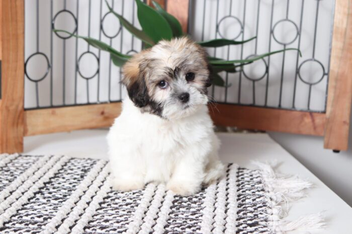 Sadie - Cuddly Female Teddy Bear Puppy - Image 3