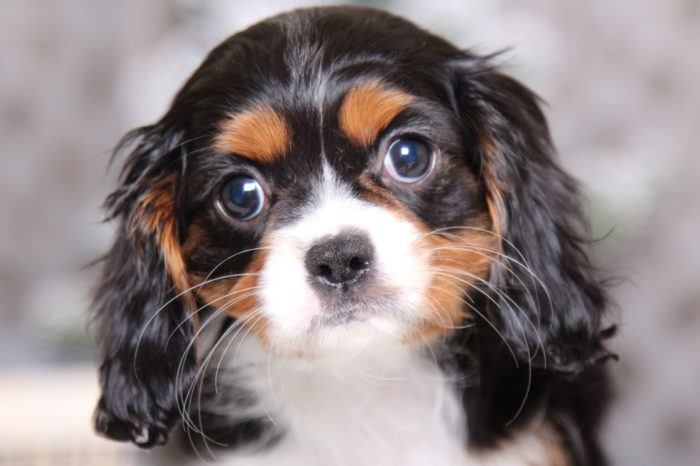 Sadie - Happy Cavapoo - Image 4