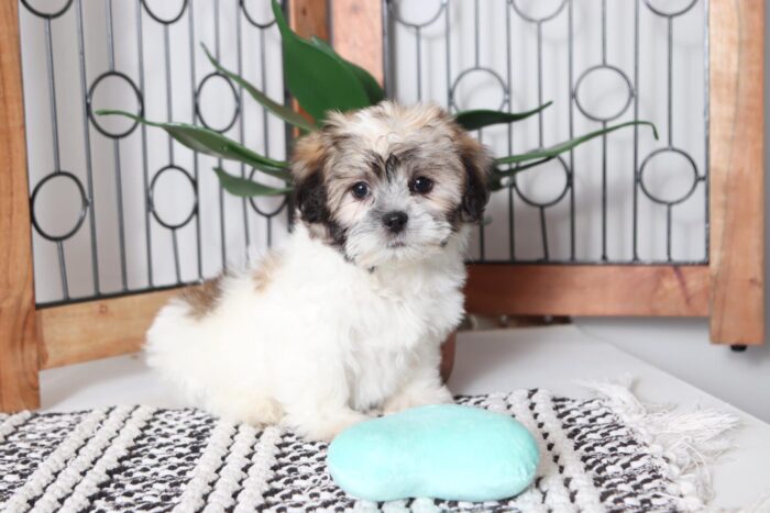 Sadie - Cuddly Female Teddy Bear Puppy - Image 4