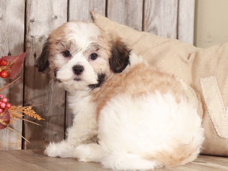 Sage - Pretty Teddy Bear - Image 4