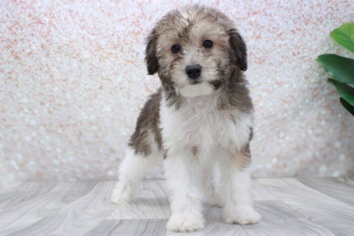 Sailor - Beautiful ICA Male Mini Poodle Puppy - Image 3