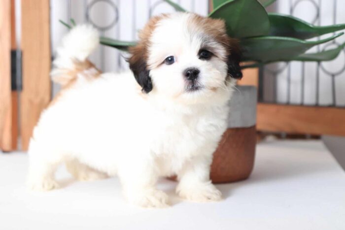 Sailor - Cuddly Little Male Teddy Bear Puppy