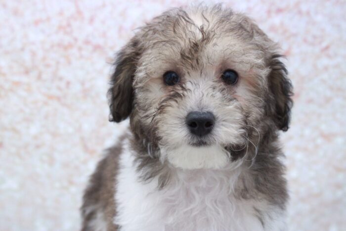 Sailor - Beautiful ICA Male Mini Poodle Puppy - Image 2
