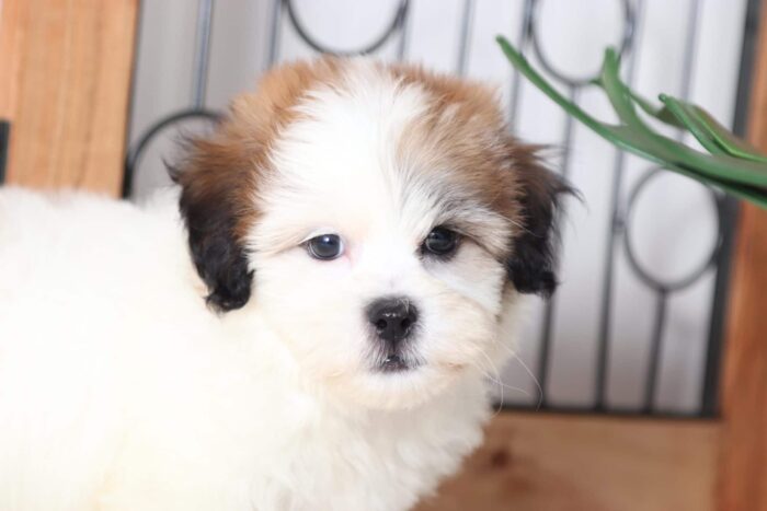 Sailor - Cuddly Little Male Teddy Bear Puppy - Image 2