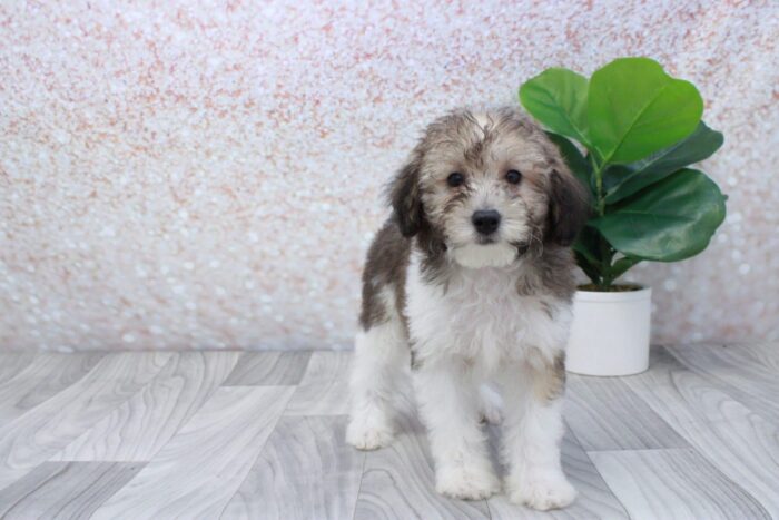 Sailor - Beautiful ICA Male Mini Poodle Puppy