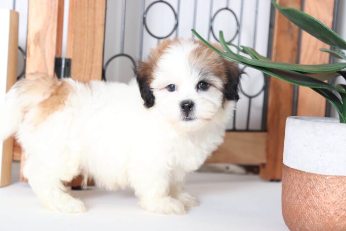 Sailor - Cuddly Little Male Teddy Bear Puppy - Image 3
