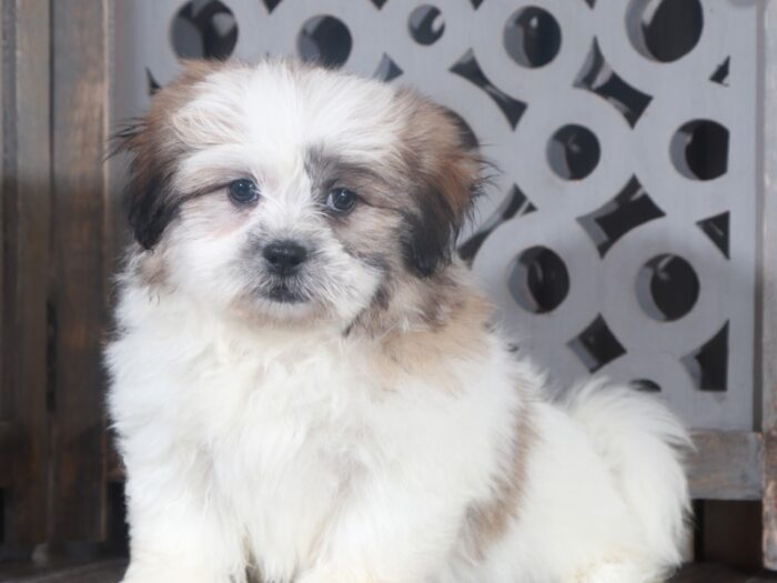 Sam- Snuggly Teddy Bear - Image 2