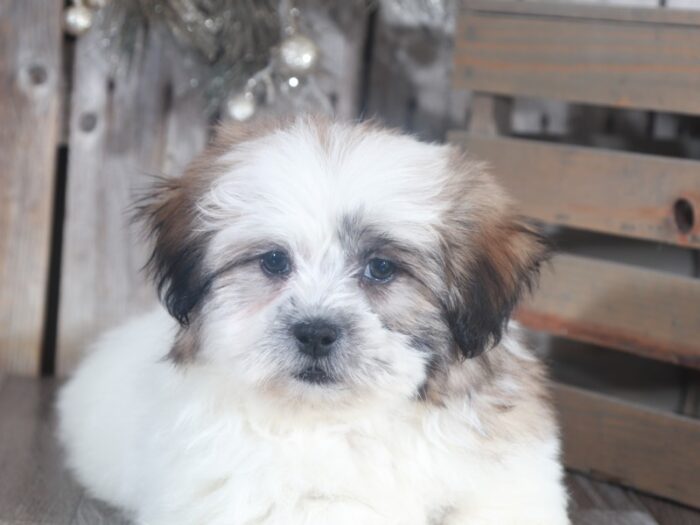 Sam- Snuggly Teddy Bear - Image 3