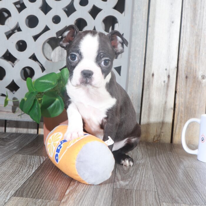 Sammy- Cuddly Male Black/White Boston Terrier Puppy