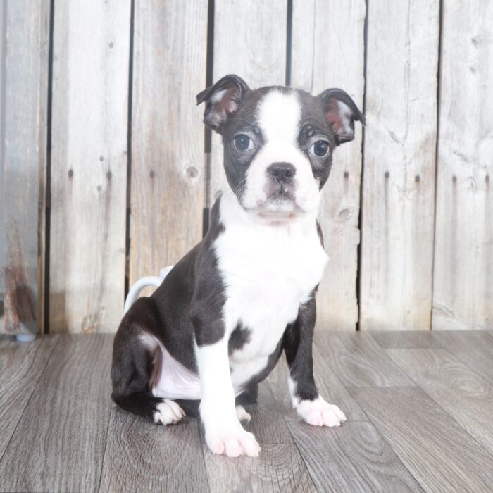 Sammy- Cuddly Male Black/White Boston Terrier Puppy - Image 2