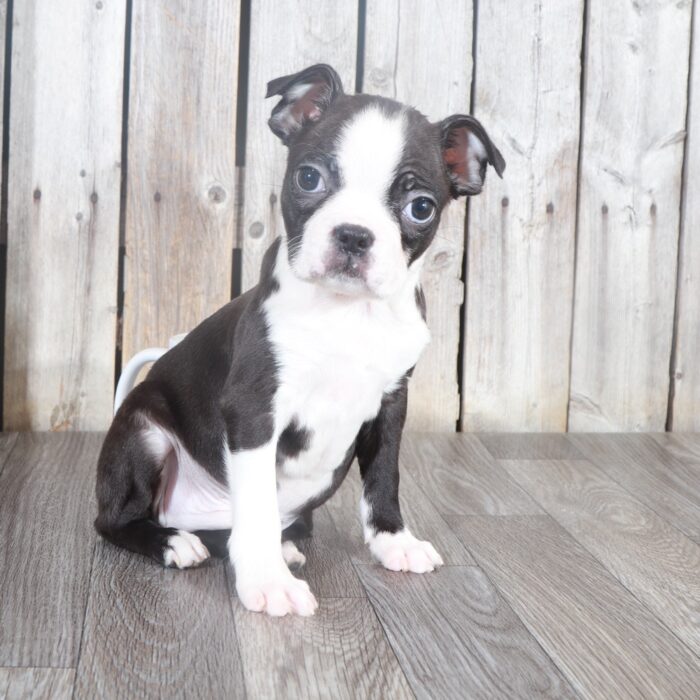 Sammy- Cuddly Male Black/White Boston Terrier Puppy - Image 3