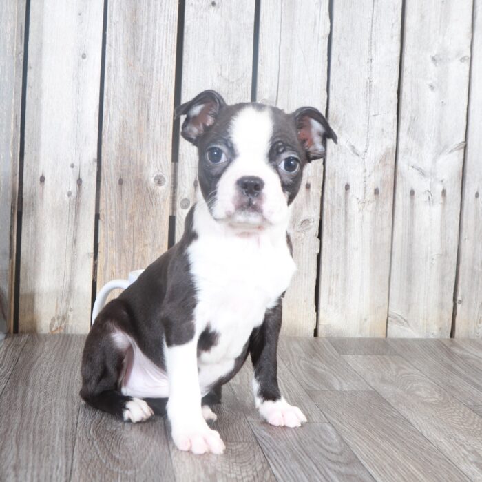 Sammy- Cuddly Male Black/White Boston Terrier Puppy - Image 4