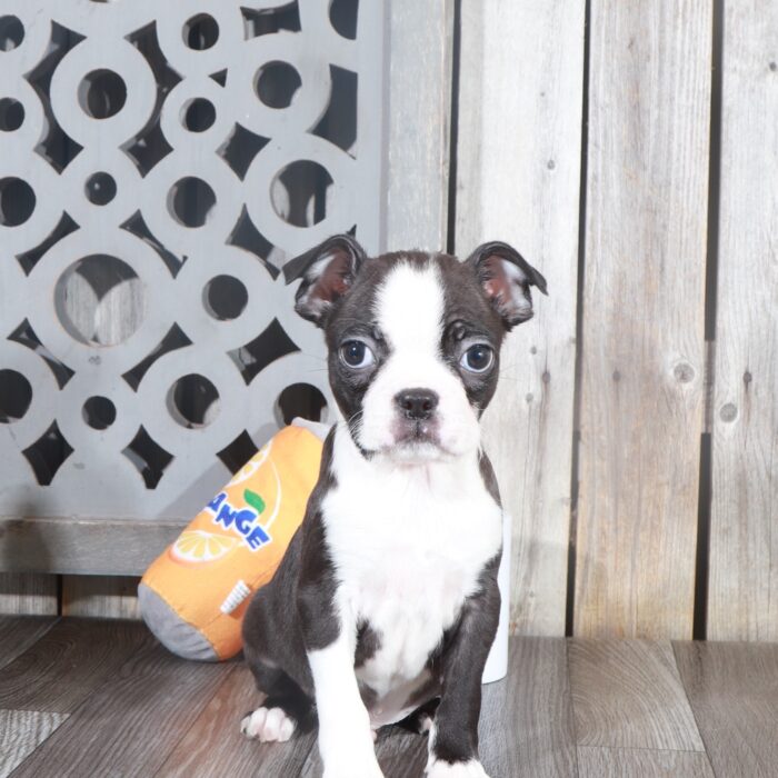 Sammy- Cuddly Male Black/White Boston Terrier Puppy - Image 5