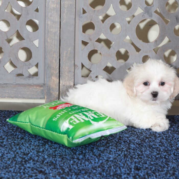 Samson- Handsome ShihPoo Puppy - Image 2