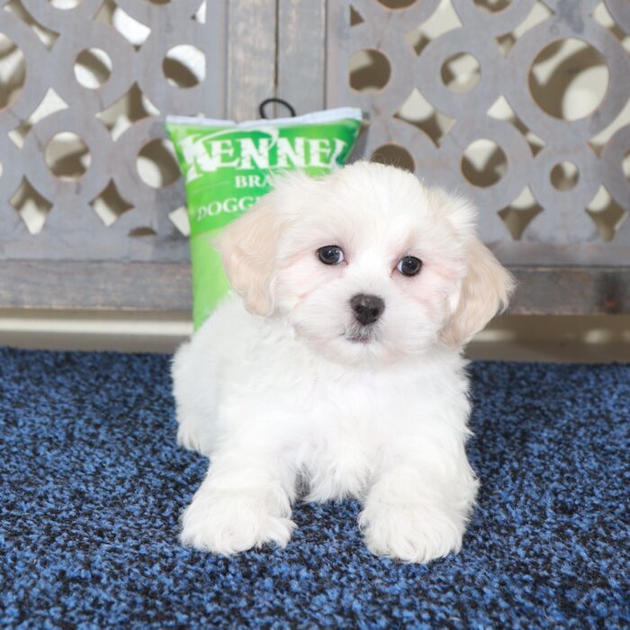 Samson- Handsome ShihPoo Puppy - Image 3