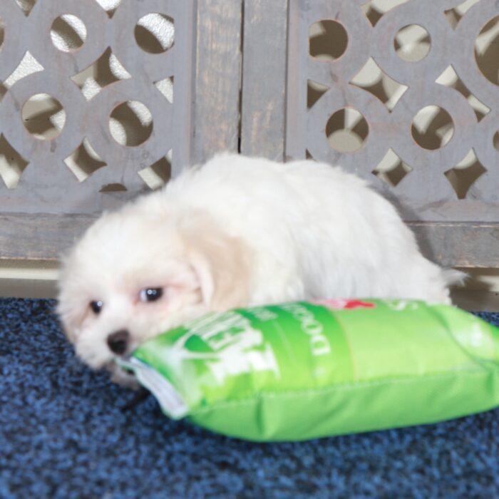 Samson- Handsome ShihPoo Puppy - Image 4