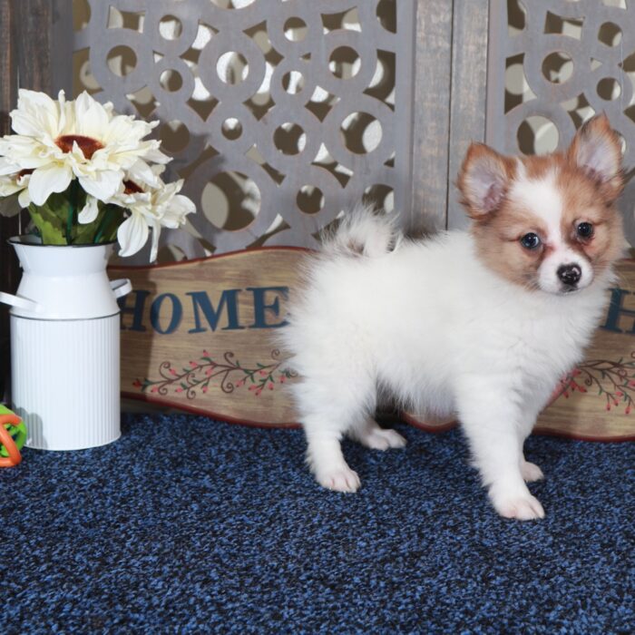 Sandy- Darling ACA Pomeranian Puppy - Image 2