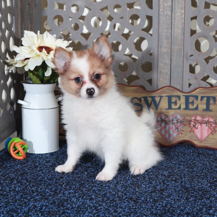 Sandy- Darling ACA Pomeranian Puppy - Image 3