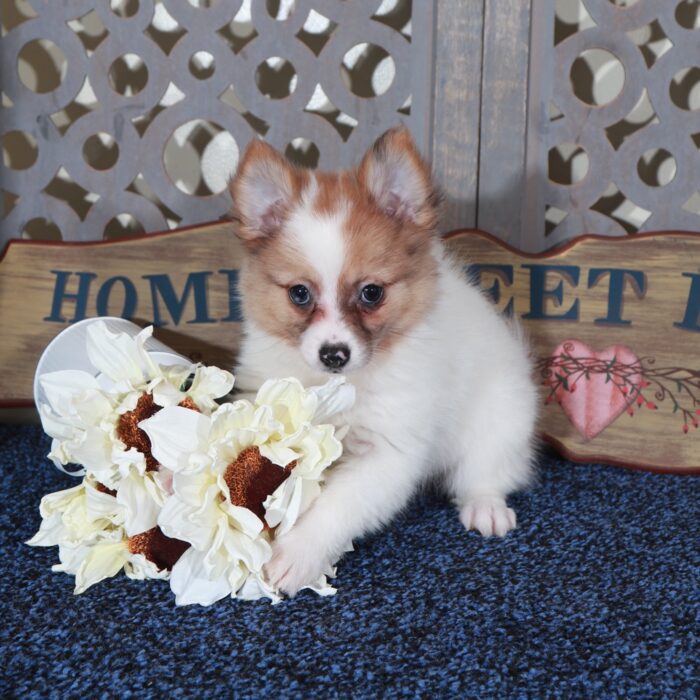Sandy- Darling ACA Pomeranian Puppy - Image 4