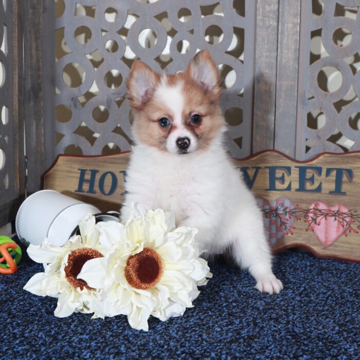 Sandy- Darling ACA Pomeranian Puppy