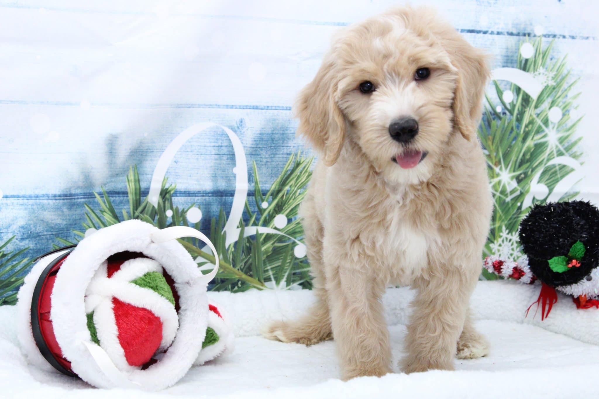 Sandy - Playful Female Goldendoodle Puppy - Image 2