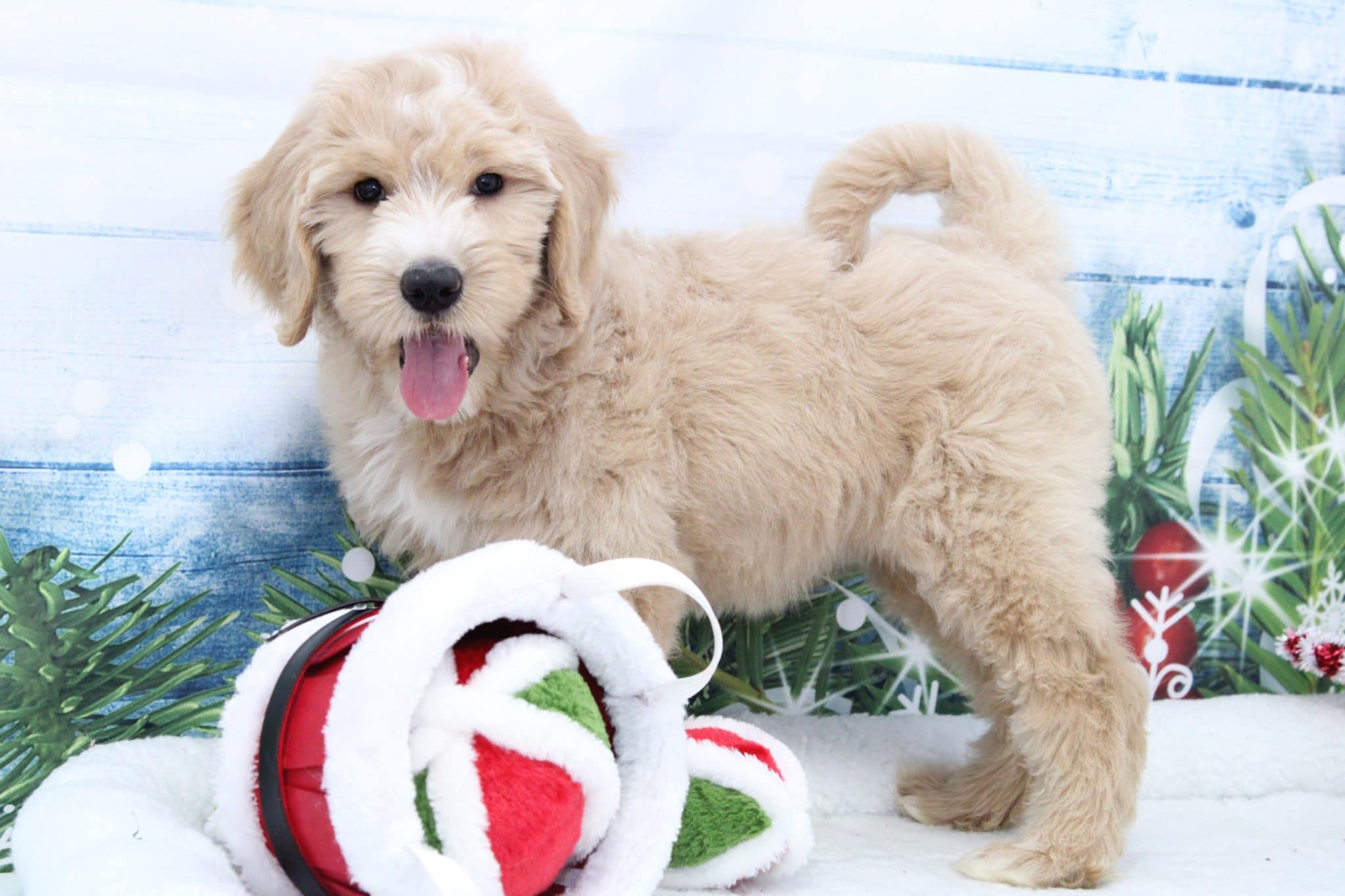 Sandy - Playful Female Goldendoodle Puppy - Image 3