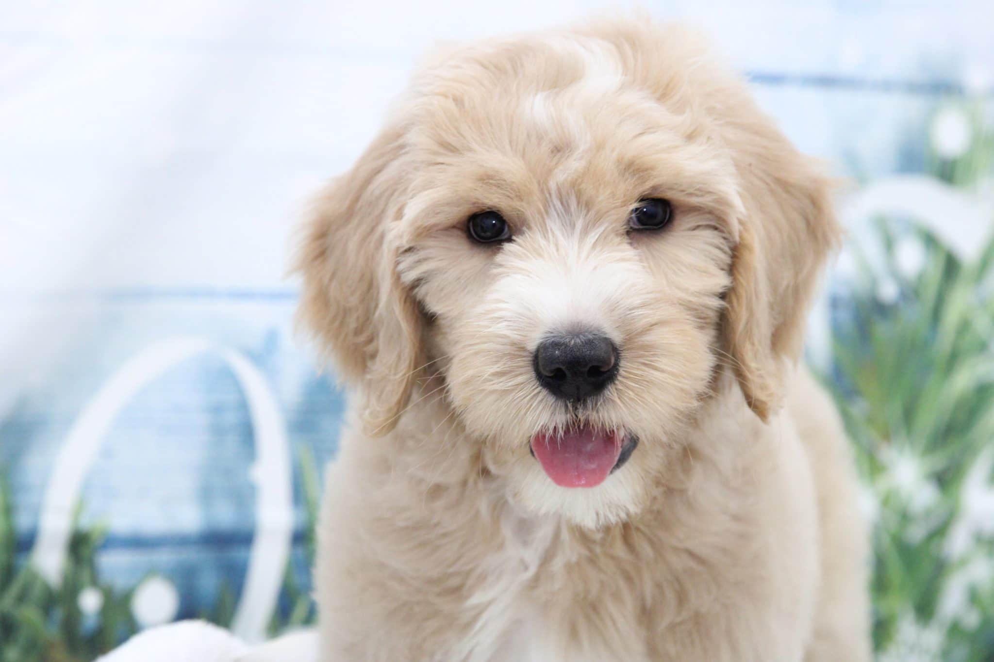 Sandy - Playful Female Goldendoodle Puppy - Image 4