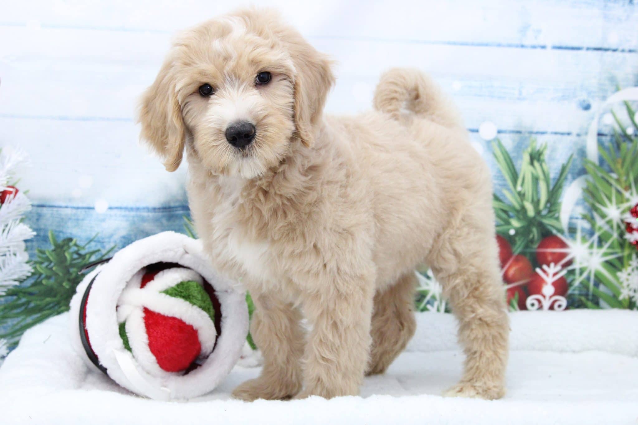 Sandy - Playful Female Goldendoodle Puppy