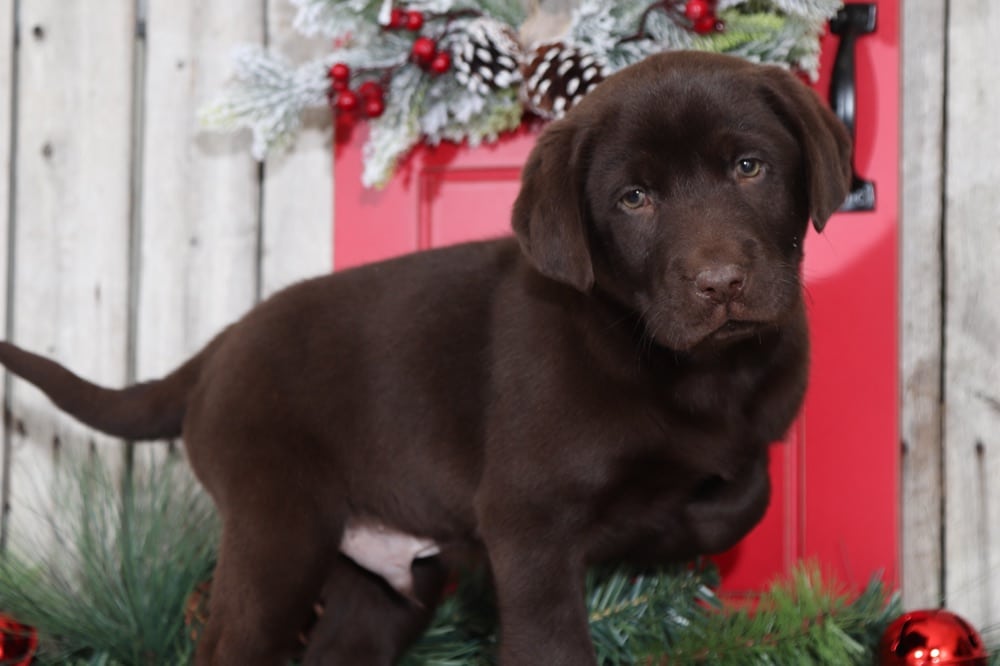 Santa - Happy Chocolate Labrador retriever - Puppies Online