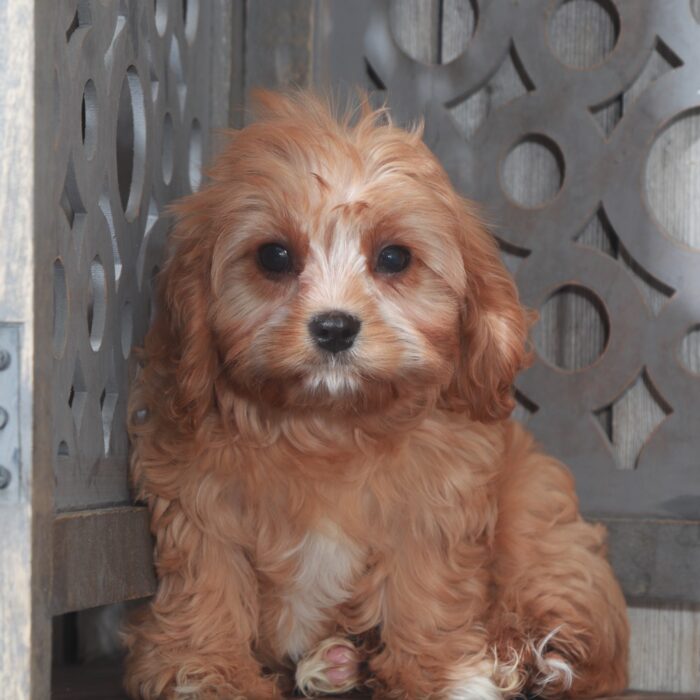 puppies