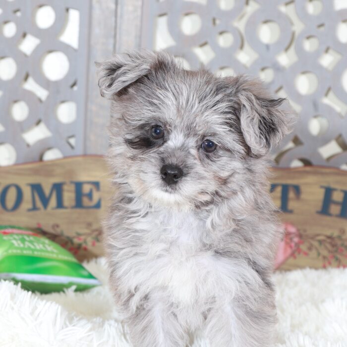 Sapphire- Gorgeous Blue Merle Pomapoo Puppy - Image 2
