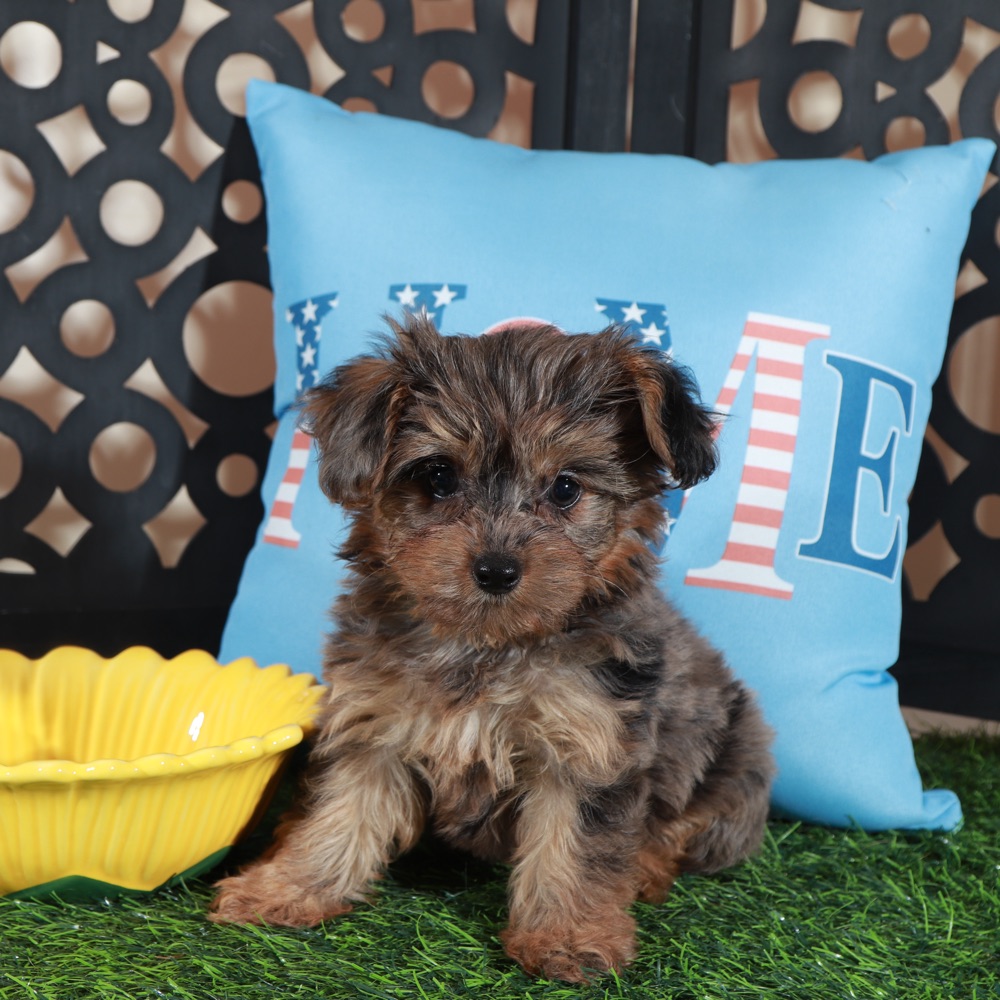 Sapphire-Stunning Merle Toy Yorkie-Poo Puppy