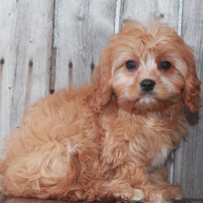 puppies