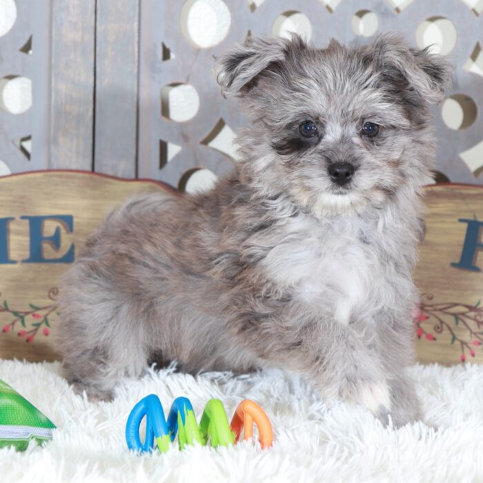 Sapphire- Gorgeous Blue Merle Pomapoo Puppy - Image 3