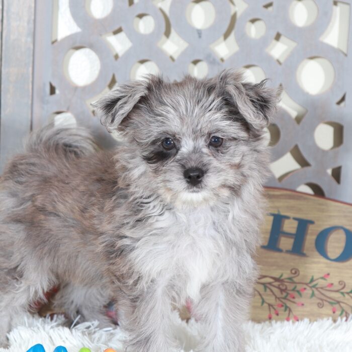Sapphire- Gorgeous Blue Merle Pomapoo Puppy - Image 4