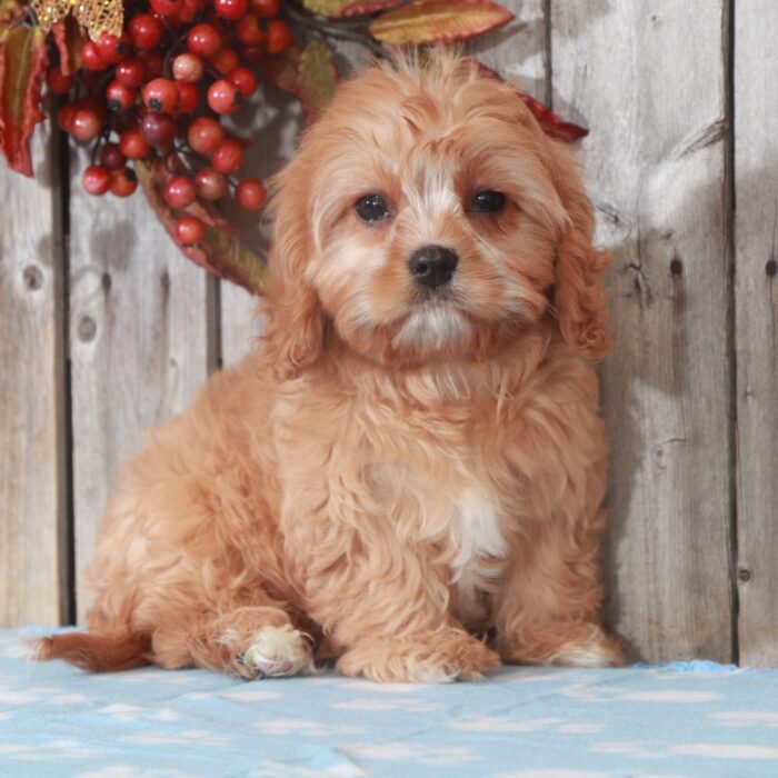 puppies